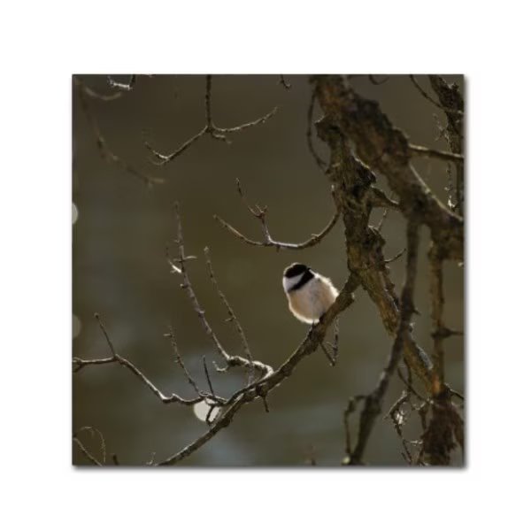 Thom Sivo 'Black-Capped Chickadee Napping' Canvas Art, 24x24, Trademark Fine Art, Mfr#: TS00013-C2424GG
